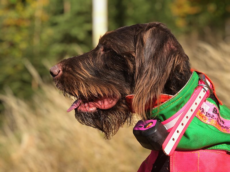 Hundeortung: Eine Saison mit Tracker