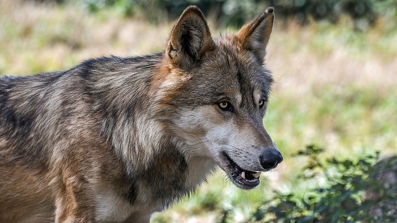 Jagdhundeeinsatz im Wolfsgebiet – der richtige respektvolle Umgang erspart Risiken