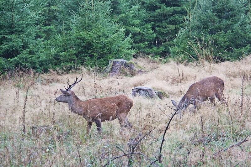 Mein erster Achter Hirsch