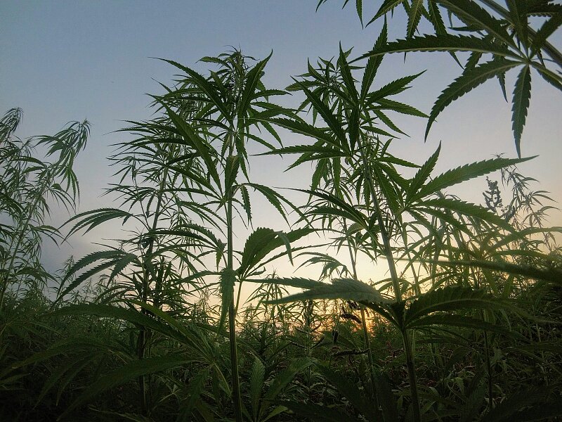 Cannabis und persönliche Eignung, § 6 Waffengesetz